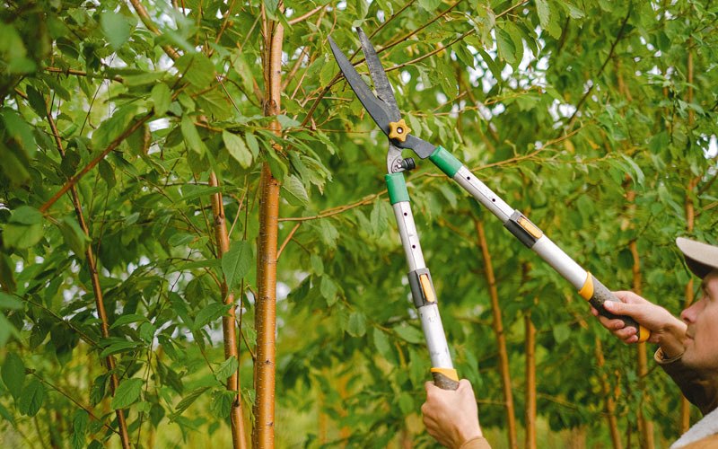 Tree trimming in Huntingdon Valley, PA